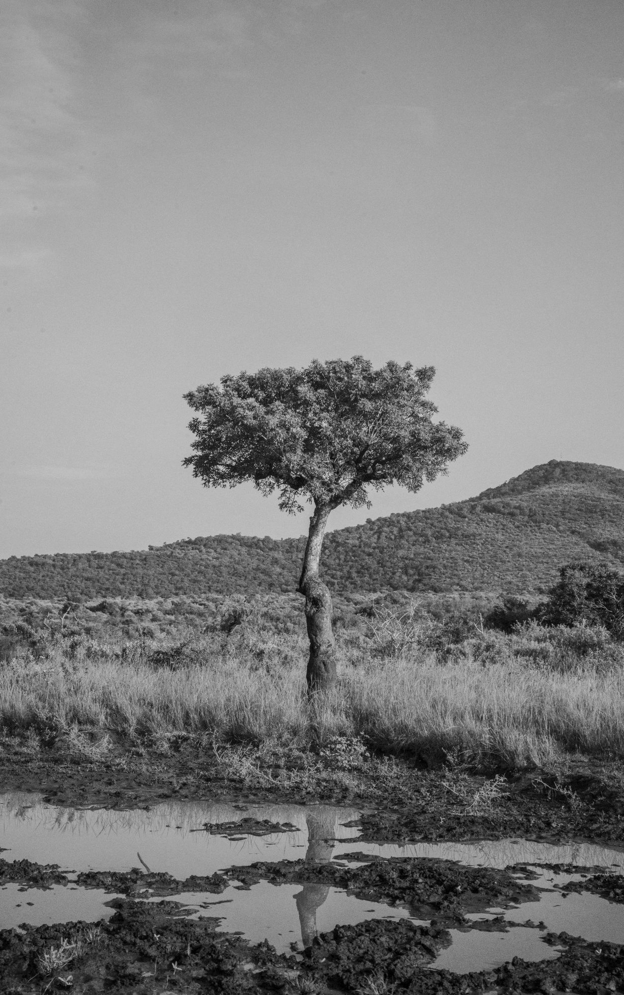 Black and white lone tree reflected in a puddle on open moorland