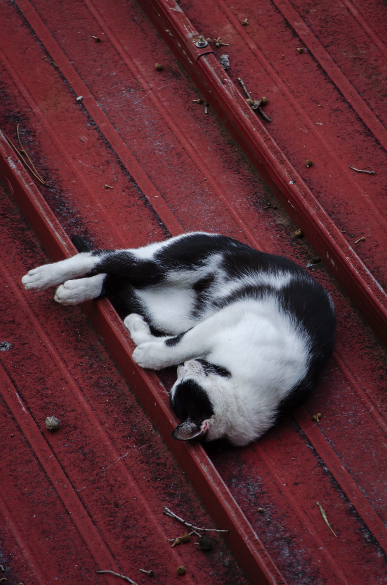 Black and white cat asleep on a red corrugated roof