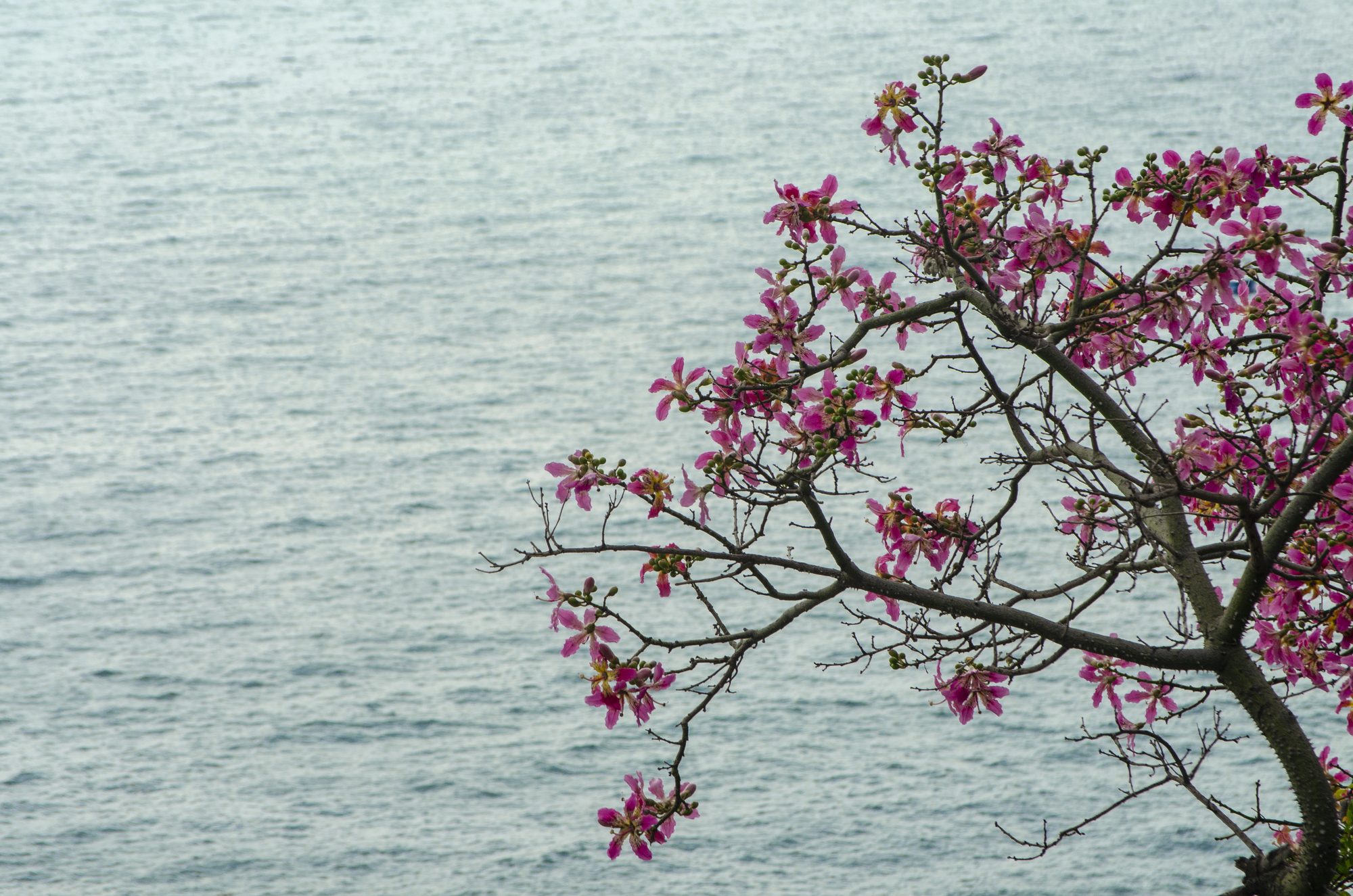Pink flowering branches reaching over a calm sea