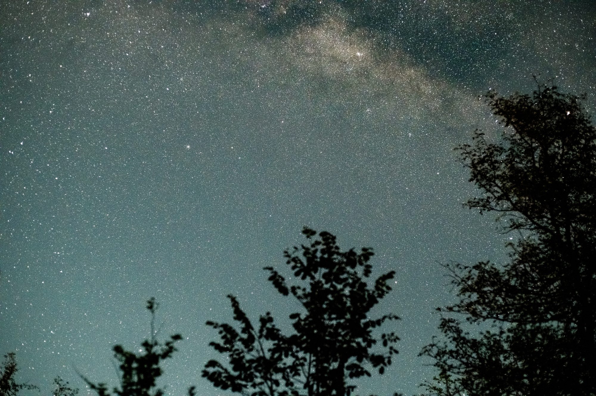 Milky Way above silhouetted treetops