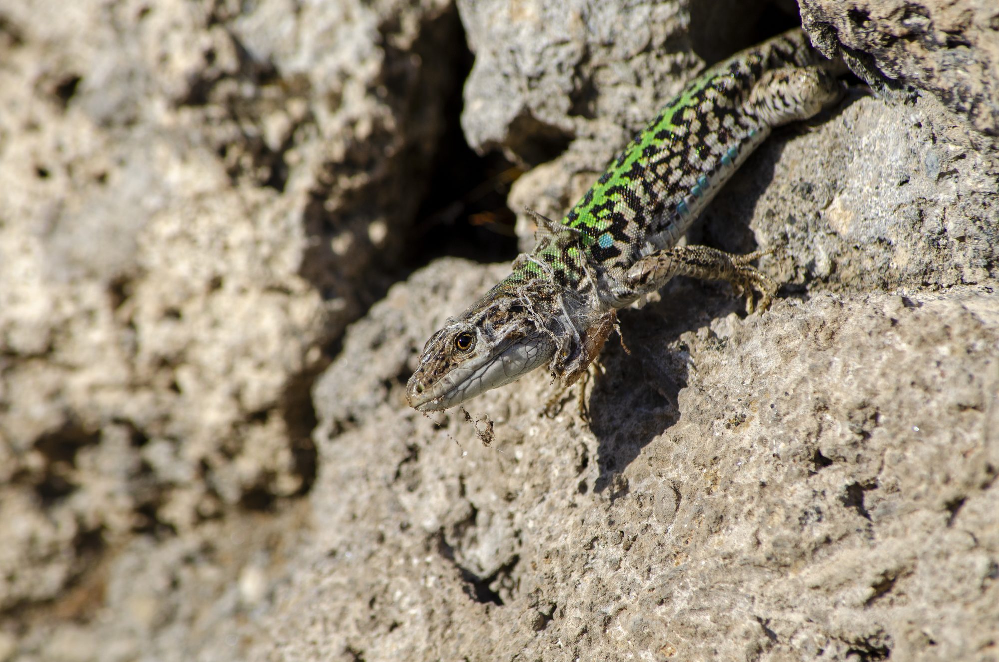 Green-speckled lizard on a sunlit rock